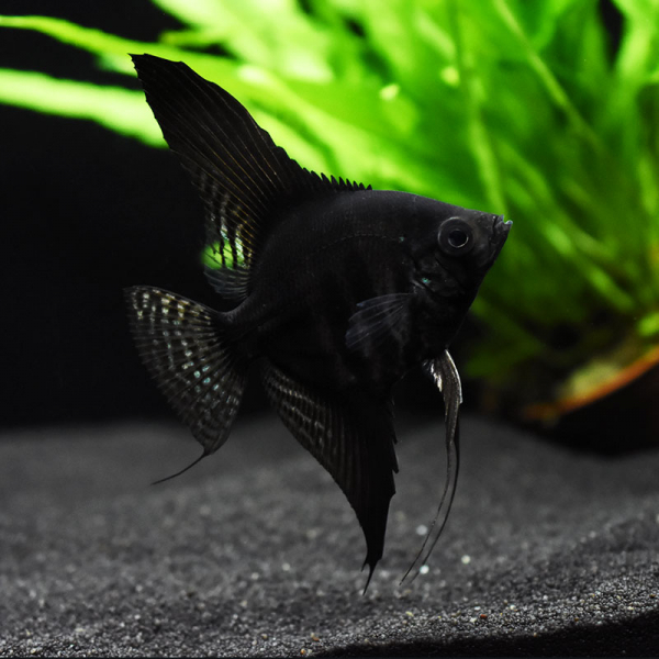 Schwarzer Skalar, Pterophyllum scalare Schwarzer Skalar, Pterophyllum scalare